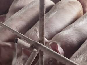 Реалізуємо свиней різних вікових груп.