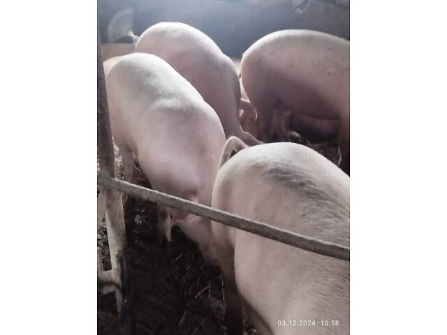 Реалізуємо свиней різних вікових груп - Фото 2