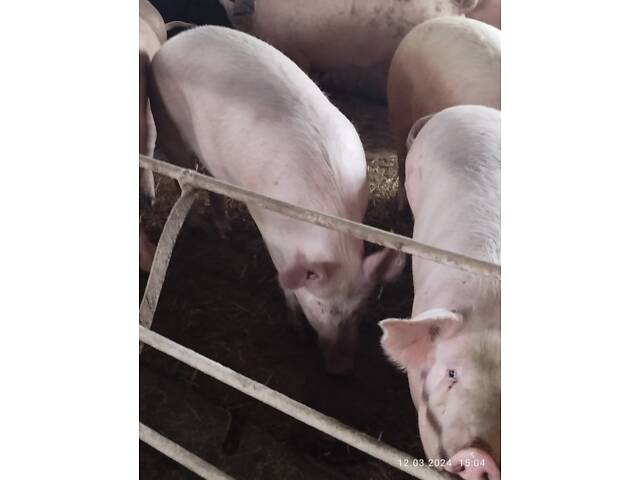 Реалізуємо свиней різних вікових груп - Фото 3