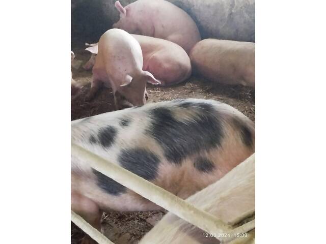 Реалізуємо свиней різних вікових груп - Фото 4