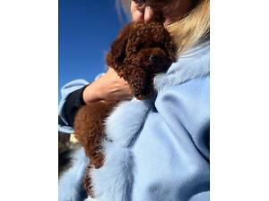 red toy poodle girl