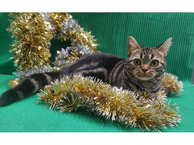 Дівчинка ЯНА. Американска короткошерстна - Фото 7