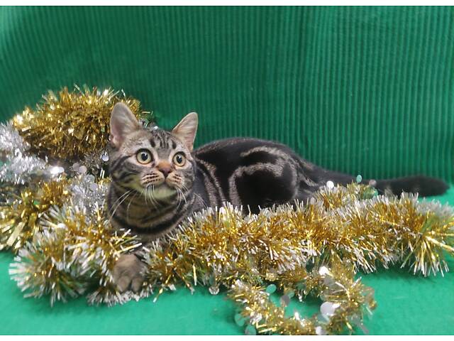 Дівчинка ЯНА. Американска короткошерстна - Фото 6