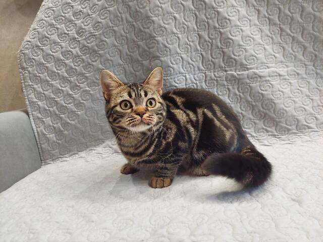 Дівчинка ЯНА. Американска короткошерстна - Фото 9