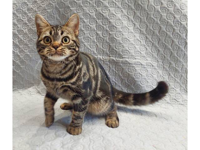 Дівчинка ЯНА. Американска короткошерстна - Фото 10