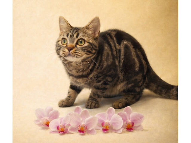 Дівчинка ЯНА. Американска короткошерстна - Фото 2