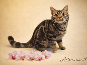 Дівчинка ЯНА. Американска короткошерстна