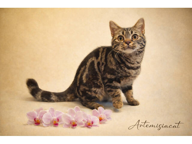 Дівчинка ЯНА. Американска короткошерстна - Фото 1