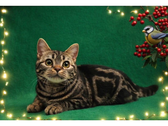 Дівчинка ЯНА. Американска короткошерстна - Фото 3