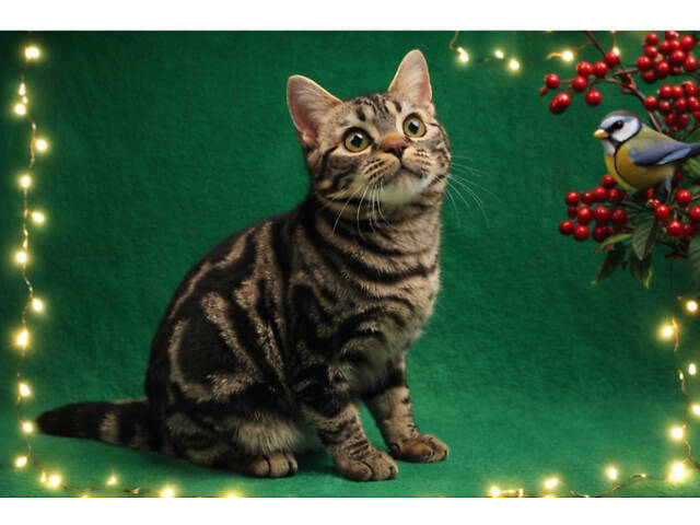 Дівчинка ЯНА. Американска короткошерстна - Фото 4