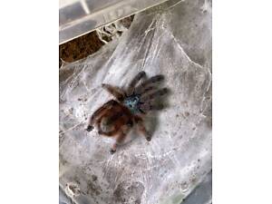 Различные пауки, разные виды декоративных пауков для дома.