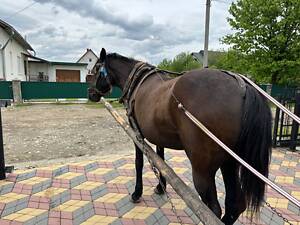 Рабочая лошадь (кобыла) с орудиями труда.