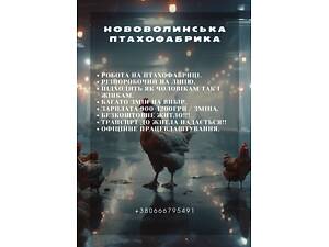 Робота на фабриці Нововолинськ