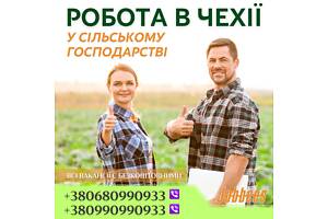 Робота в Чехії різноробочий на хмелеві поля та виноградники