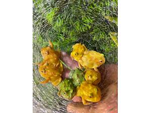 Рогатка прикрашена, жаба рогатка.