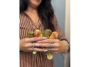 Рожевощокі нерозлучники