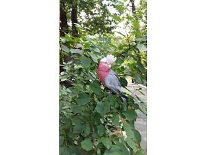 Рожевий какаду (Гала)