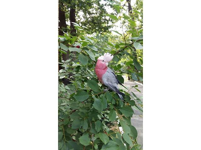 Рожевий какаду (Гала) - Фото 1