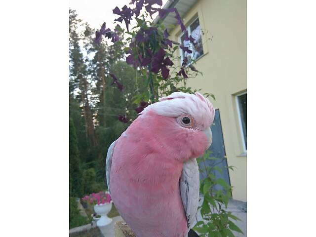 Рожевий какаду (Гала) - Фото 2
