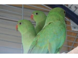 Розелла, Корелла, какарік, ожерелові, каік, нерозлучник, олександрійські