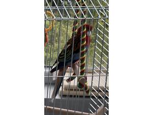 Розелла строката. Ціна разом з кліткою, в якій все необхідне.