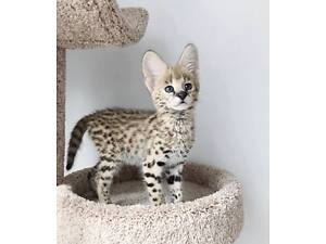 Роскошная кошечка савана, саванна ф1 твой самый интересный любимец.