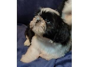 Розкішні цуценята Ши-тцу