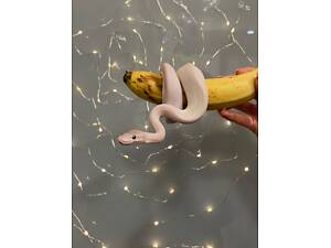 Розкішний пітон регіус