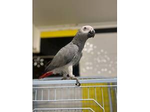 Розмовляючий жако