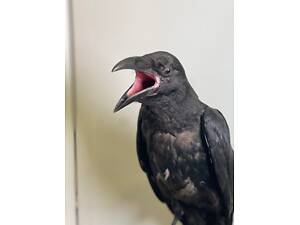 Розмовляючий ворон Крук, неймовірно розумний птах