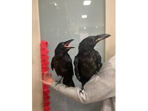 Говорячий ворон крук