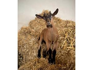 Розпродаж худоби