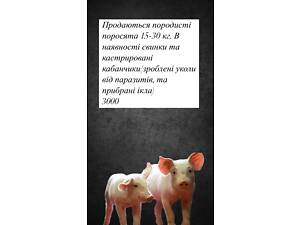 Розпродаж поросят