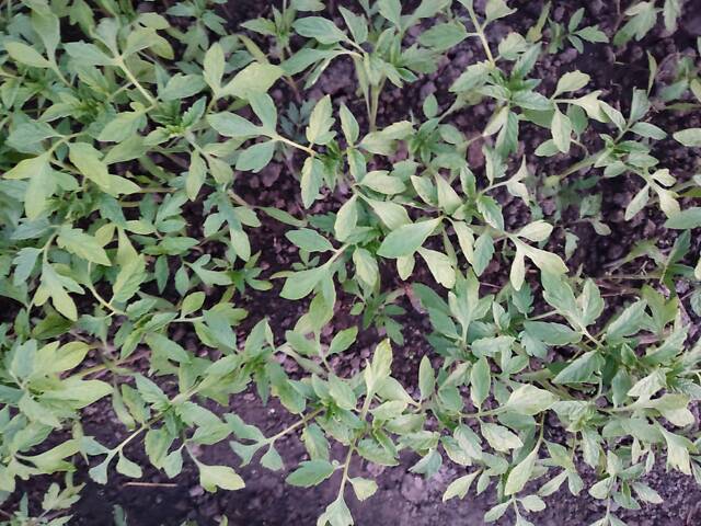 Розсада айстр, баклажанів, помідорів, перцю, капусти - Фото 3