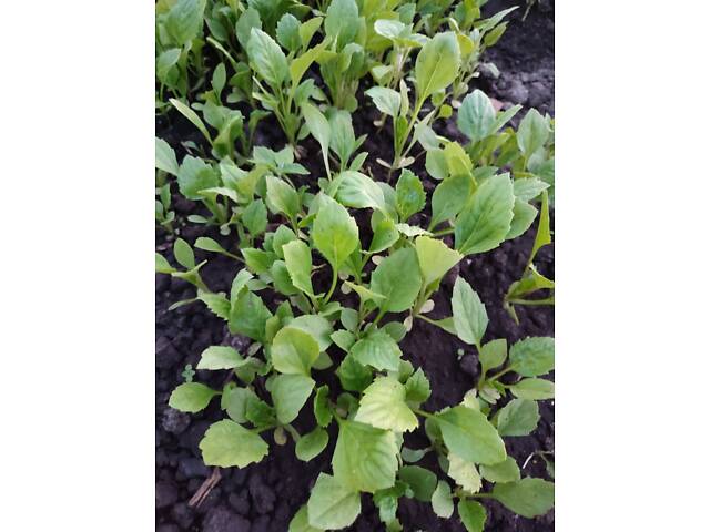 Розсада айстр, баклажанів, помідорів, перцю, капусти - Фото 1