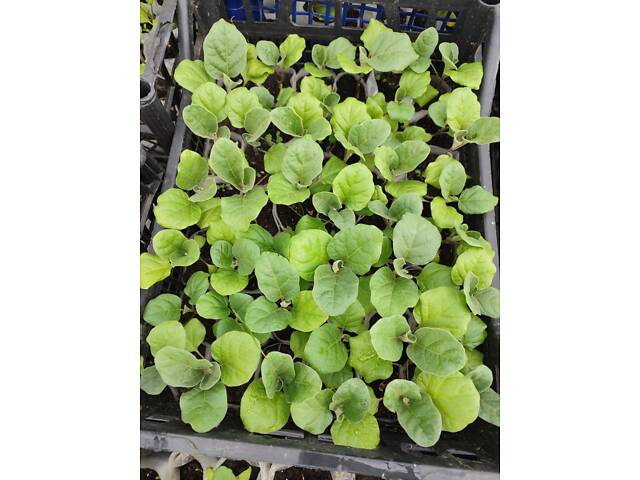 Розсада айстр, баклажанів, помідорів, перцю, капусти - Фото 2