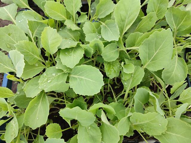 Розсада айстр, баклажанів, помідорів, перцю, капусти - Фото 4