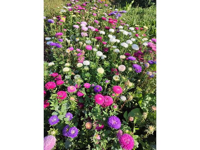 Розсада айстр, баклажанів, помідорів, перцю, капусти - Фото 5