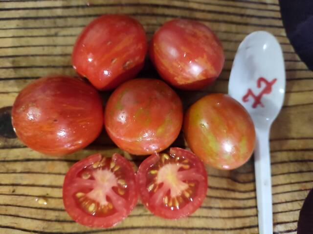 Розсада айстр, баклажанів, помідорів, перцю, капусти - Фото 6