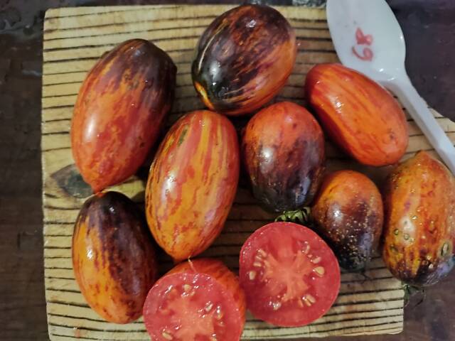 Розсада айстр, баклажанів, помідорів, перцю, капусти - Фото 8