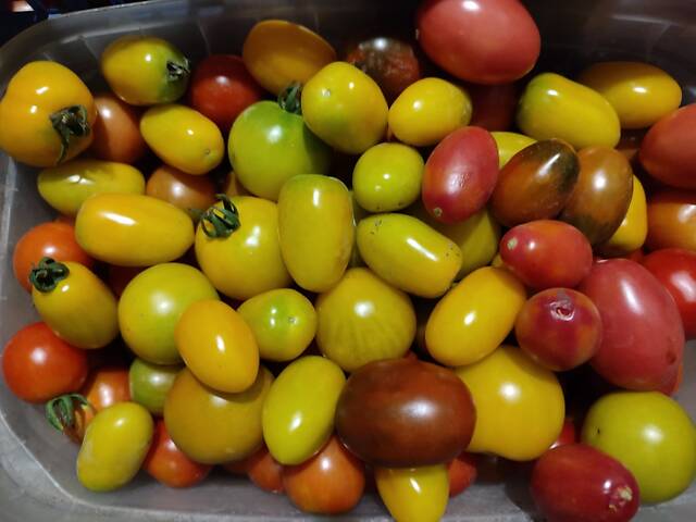 Розсада айстр, баклажанів, помідорів, перцю, капусти - Фото 9