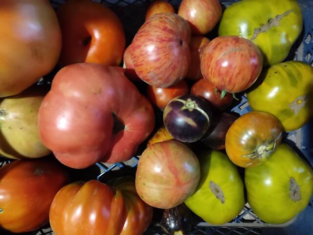 Розсада айстр, баклажанів, помідорів, перцю, капусти - Фото 10