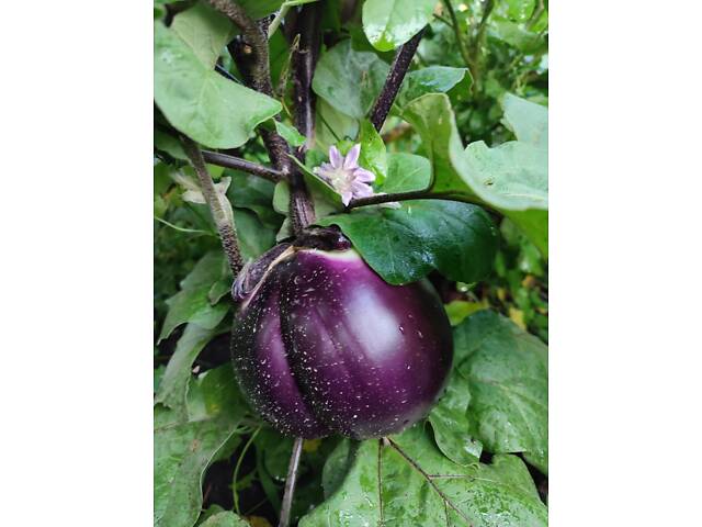 Розсада айстр, баклажанів, помідорів, перцю, капусти - Фото 11