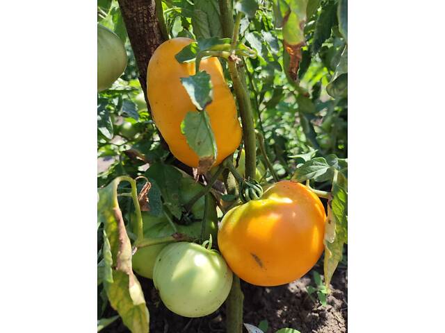 Розсада айстр, баклажанів, помідорів, перцю, капусти - Фото 12