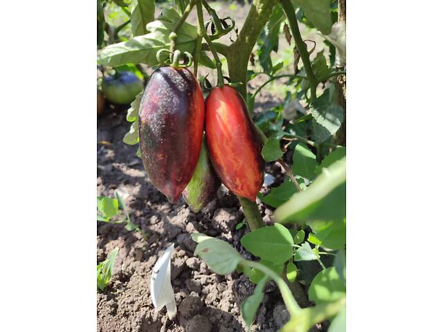 Розсада айстр, баклажанів, помідорів, перцю, капусти - Фото 13