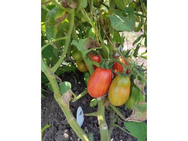 Розсада айстр, баклажанів, помідорів, перцю, капусти - Фото 14