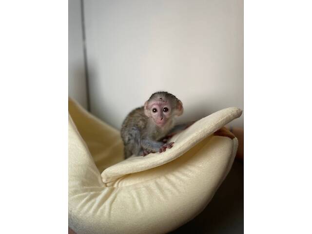 Ручна соціальна домашня мавпа верветка, мавпочка верветка - Фото 1