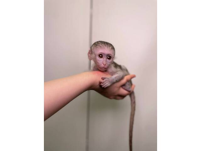 Ручна соціальна домашня мавпа верветка, мавпочка верветка - Фото 2
