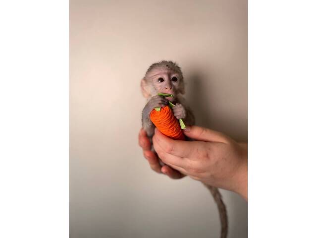 Ручна соціальна домашня мавпа верветка, мавпочка верветка - Фото 3