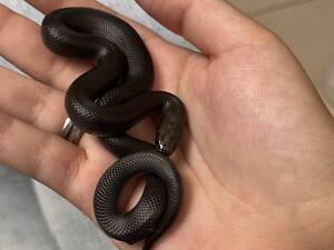 ручная змея нигрита, королевская мексиканская змея